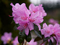 Rhododendron Praecox IMG_5257 Różanecznik